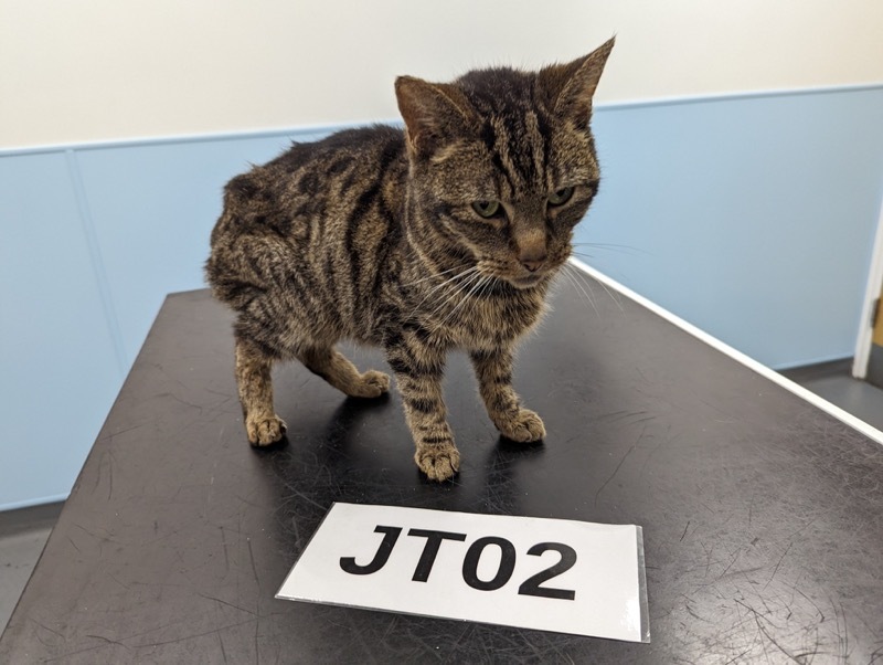 Other image for Flea-ridden cats found living in appalling conditions